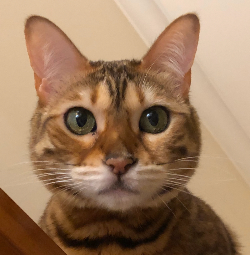 The Little Cat Hotel